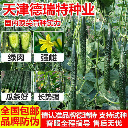 德瑞特黄瓜籽种子大全早春耐热秋延博美828 726 323 1088 318 86