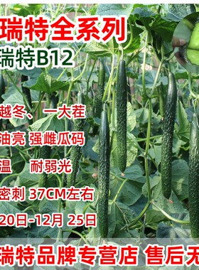 德瑞特B12号黄瓜种子强雌高产长条耐低温越冬早春茬口正品