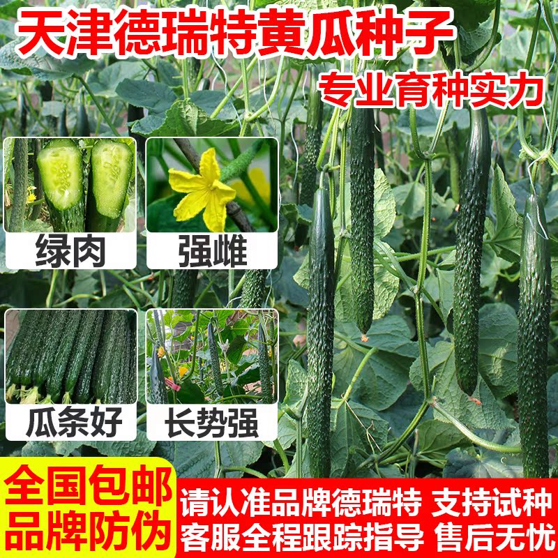 德瑞特全系列正品黃瓜種子