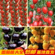 小番茄秧苗圣女果西红柿四季 蔬菜苗子黑珍珠紫黑太空室外室内种植
