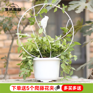 园艺铁艺造型圆形花架盆栽雪莹山乌龟甲龙爬藤小铁线莲植物爬藤架