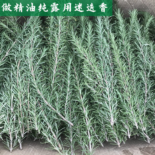 新鲜迷迭香做纯露提炼精油煮水用
