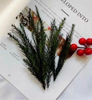 Eternal Sheng Tianzhu (около 4-5 коротких ветвей)