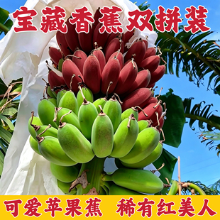 广西红美人香蕉红皮香蕉正宗广西苹果蕉整串大果新鲜自然熟香蕉