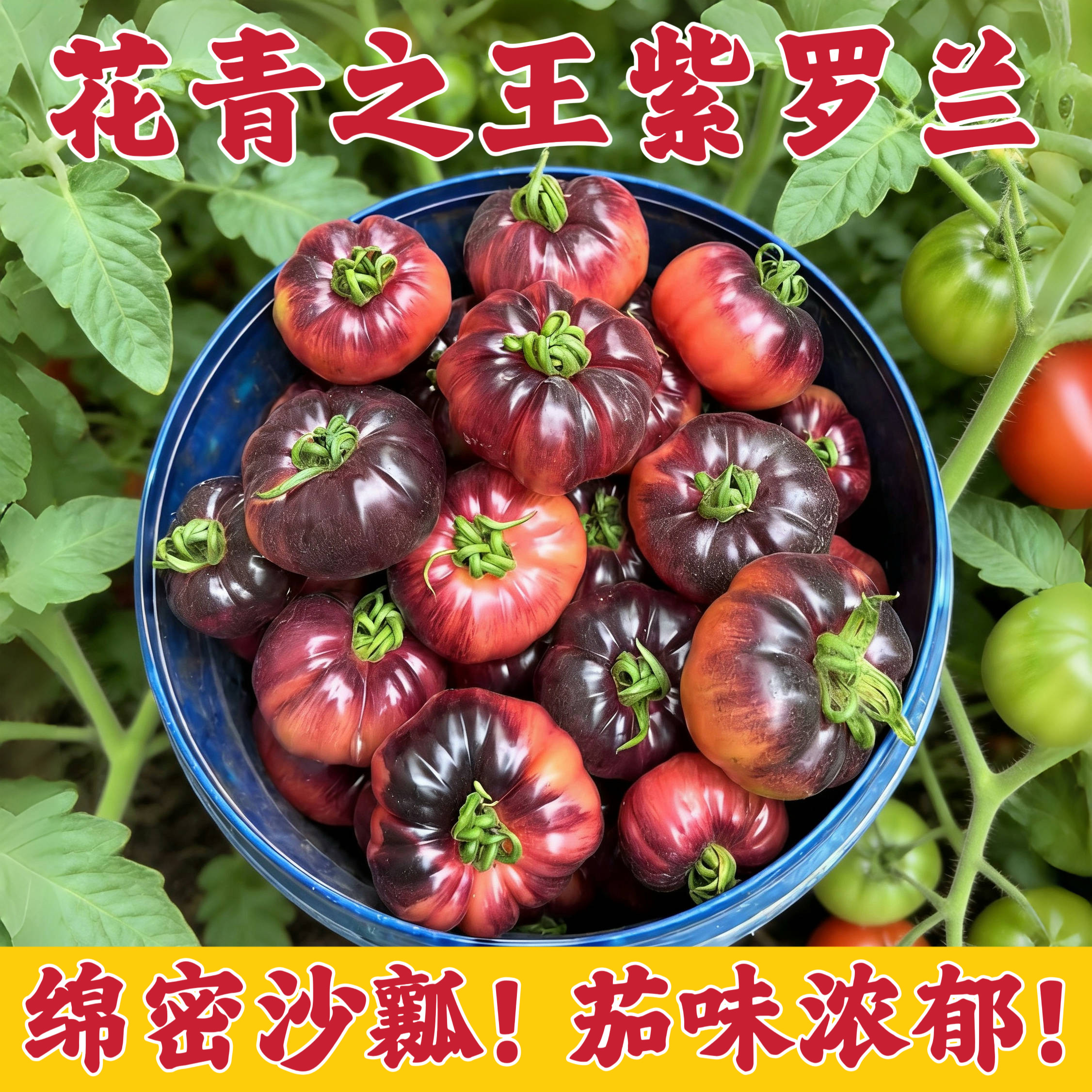 山东寿光紫罗兰番茄紫元帅沙瓤西红柿新鲜现摘火山番茄紫番茄顺丰