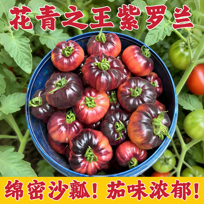 山东寿光紫罗兰番茄紫元帅沙瓤西红柿新鲜现摘火山番茄紫番茄顺丰