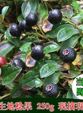 250g新鲜地稔果地茄子地兰子石榴铺地锦孕妇水果野果泡酒中药材