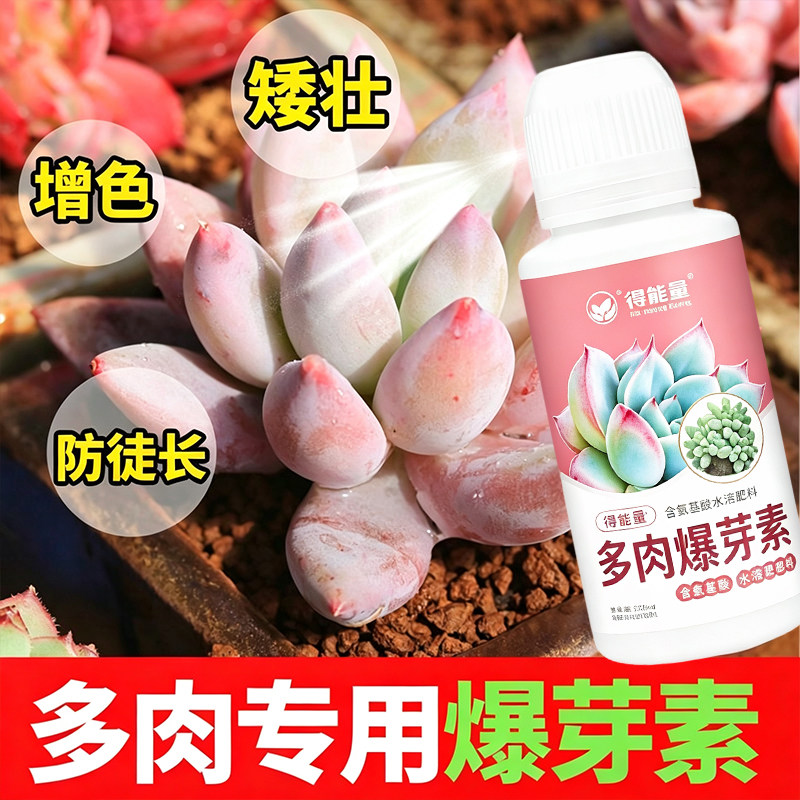 得能量多肉爆芽素促芽分化轻松养成多头群生多肉