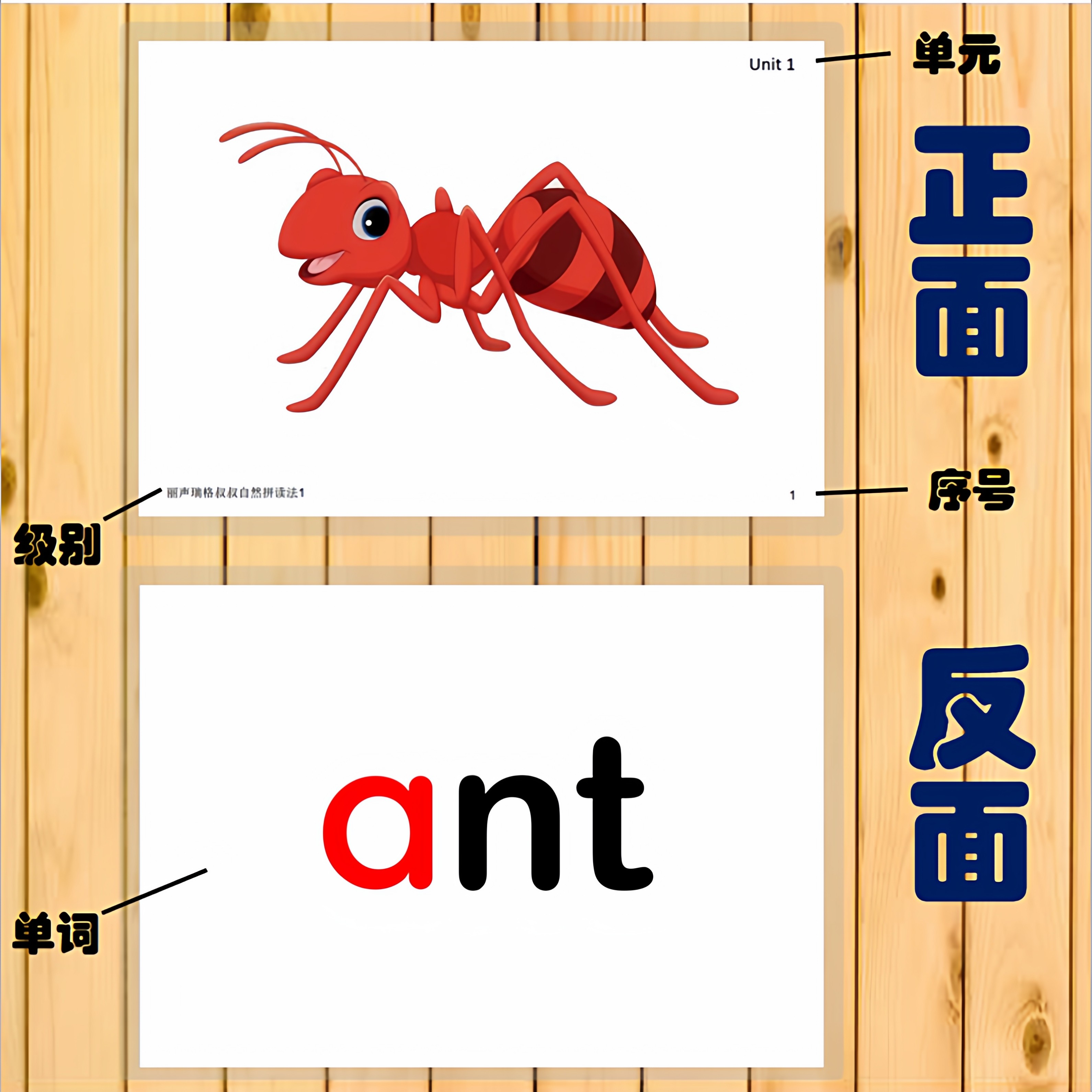 丽声自然拼读双面单词卡塑封教具