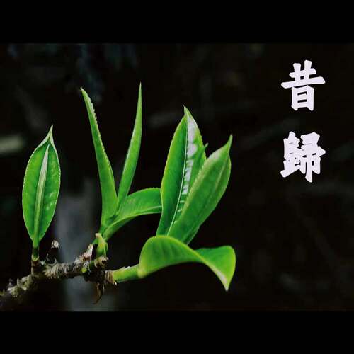 2022年大叶种昔归头春普洱生茶 云南普洱茶 100g散装茶 纯料普洱