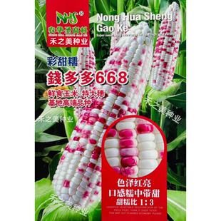 钱多多668彩甜糯玉米种籽高产春秋季大田杂交甜糯香花玉米种子孑
