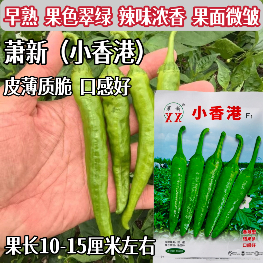 萧新小香港辣椒种子薄皮香辣口感好一代杂交樟树港椒种籽春秋季播