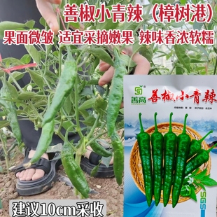 善椒小青辣杂交早熟青椒种子香辣口感好牛角型小尖辣椒种籽春秋播