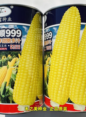 金甜顺999水果玉米种籽绿皮大棒甜脆多汁高产鲜食春秋两用玉米子