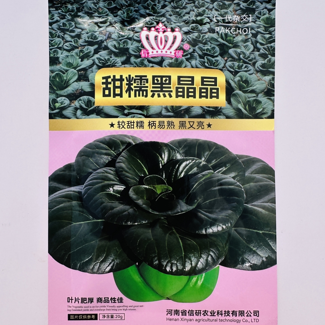 信研甜糯黑晶晶好吃苏州青种子黑叶矮萁高产耐寒商品性佳秋季播种