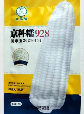京科糯928白糯玉米种子抗病杂交一代国审白糯玉米种籽春秋季播种