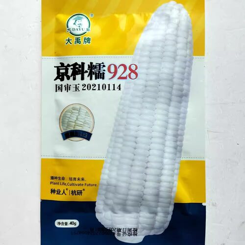 京科糯928白糯玉米种子抗病杂交一代国审白糯玉米种籽春秋季播种