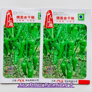 大家族精质余干椒种子抗病香辣极早熟薄皮辣椒种籽农家春秋季播种