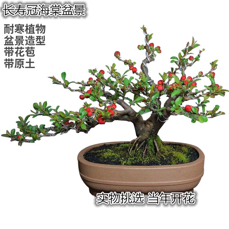 日本海棠花盆栽价格 日本海棠花盆栽图片 星期三