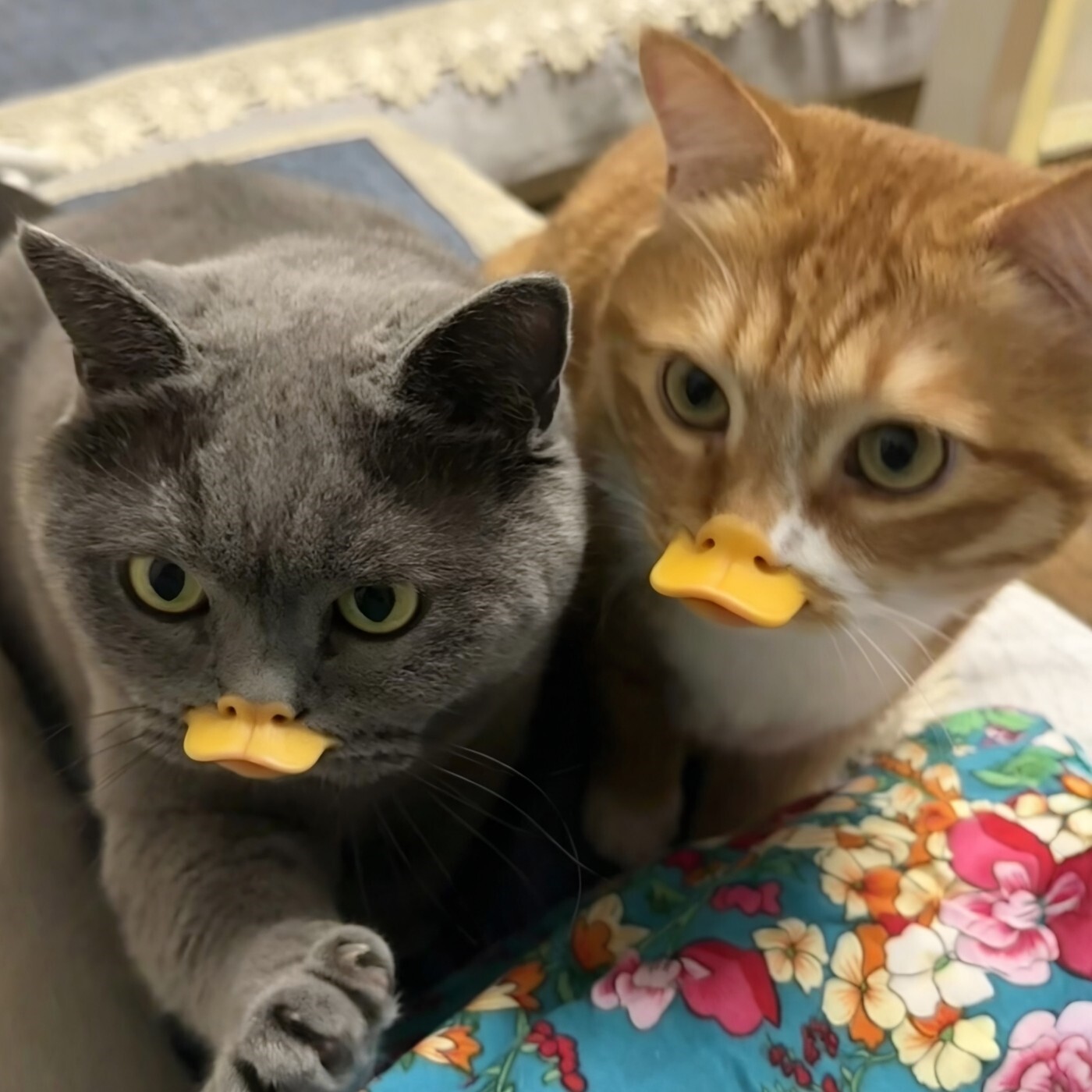 猫咪鸭嘴套防咬防叫防乱吃宠物狗狗鸭子嘴套搞笑可爱防止误食口罩