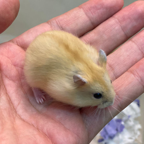 家养布丁仓鼠温顺好养网红小宠物