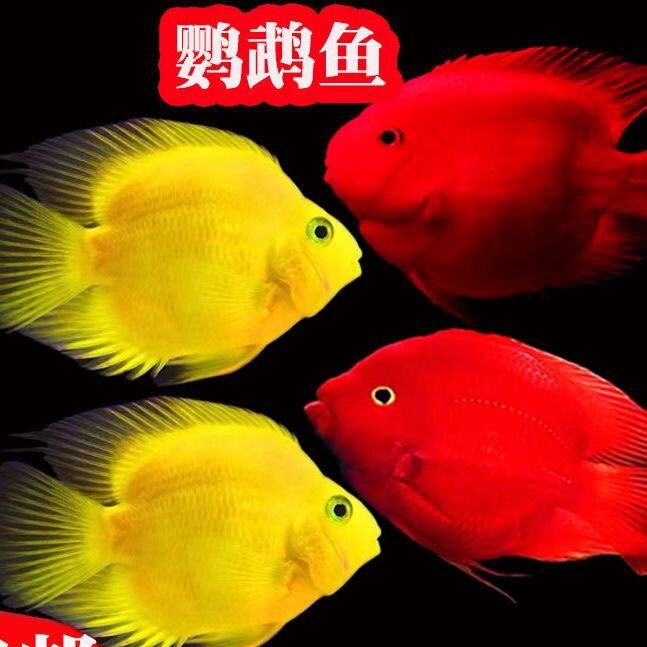 血红鹦鹉鱼活体招财猫鱼红财神银龙鱼观赏鱼地图龙鱼淡水大型包活