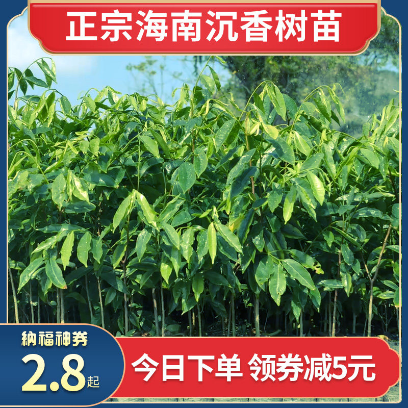海南绿奇楠沉香嫁接树苗正宗浓香型名贵棋楠沉香苗金盆栽老桩奇南