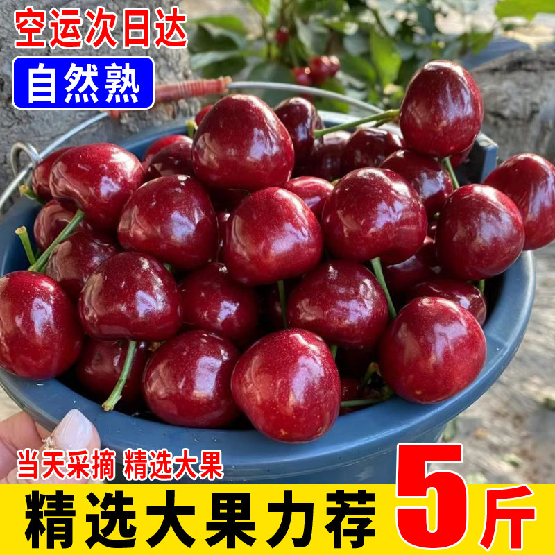 陕西铜川大樱桃5斤新鲜水果当季整箱3斤国产车厘子孕妇宝宝包邮