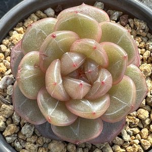 糖心钻石珍妮麦秆AO新品