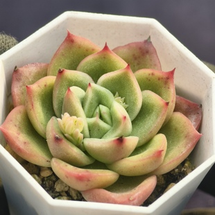 玉杯x黑水晶 02.14 一物一拍 多肉植物实生播种 38元包邮