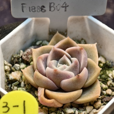 白皮摩氏x佳人实生多肉包邮