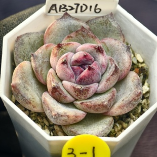 冰玉x黑水晶 02.07 一物一拍 多肉植物实生播种 38元包邮