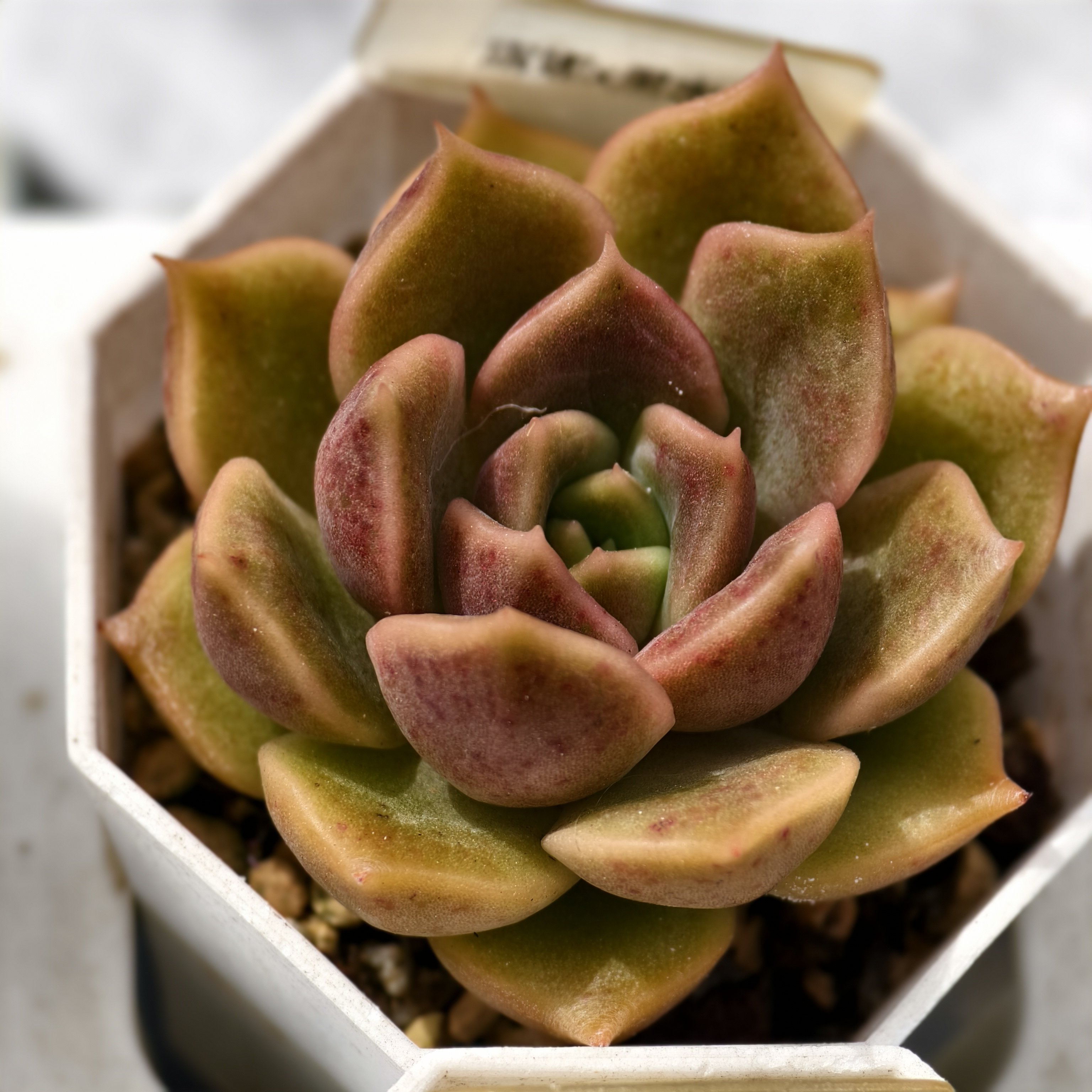露娜x黑水晶 09.09一物一多肉植物