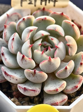 诺娃x小红衣 12.25 一物一拍 多肉植物实生播种 38元包邮