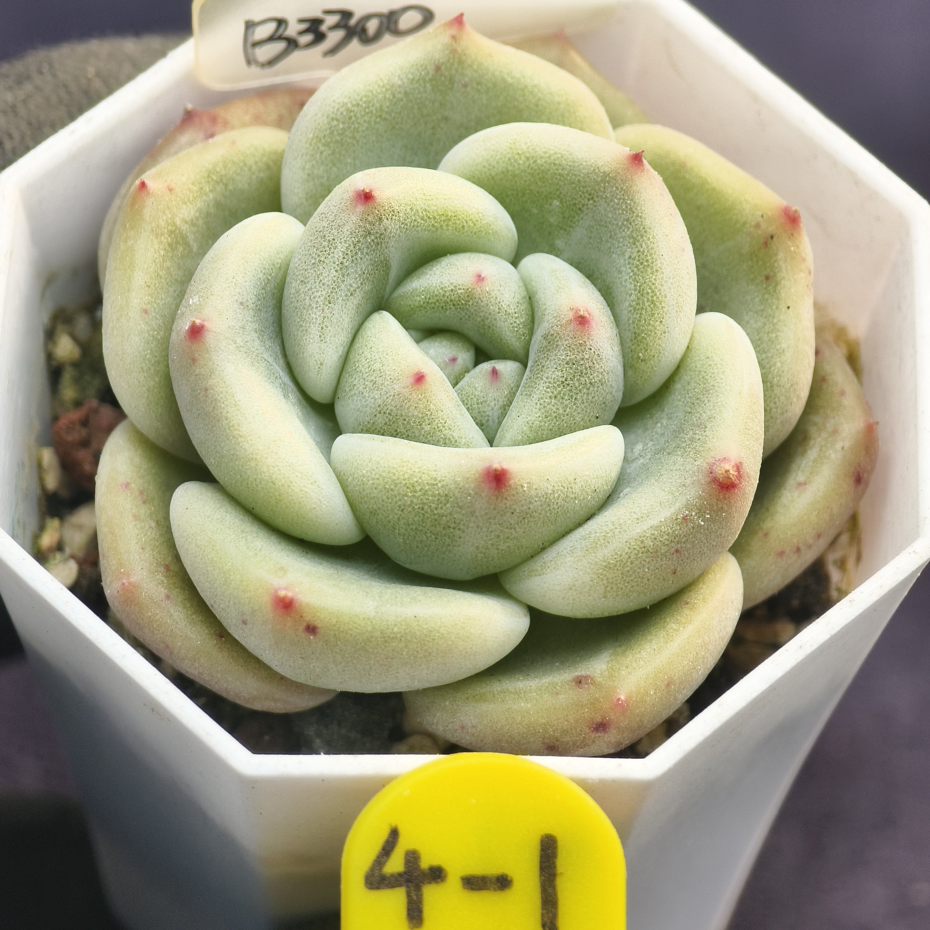 橙梦露x白玫瑰实生多肉一物一拍