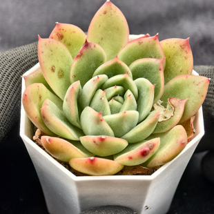 玉杯*玉壶光 11.13 一物一拍 多肉植物实生播种 38元包邮