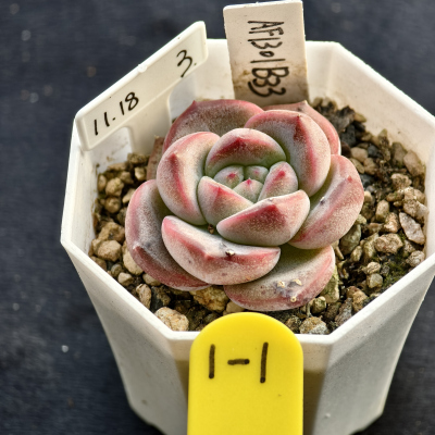 美尼杂白合锦x橙梦11.18