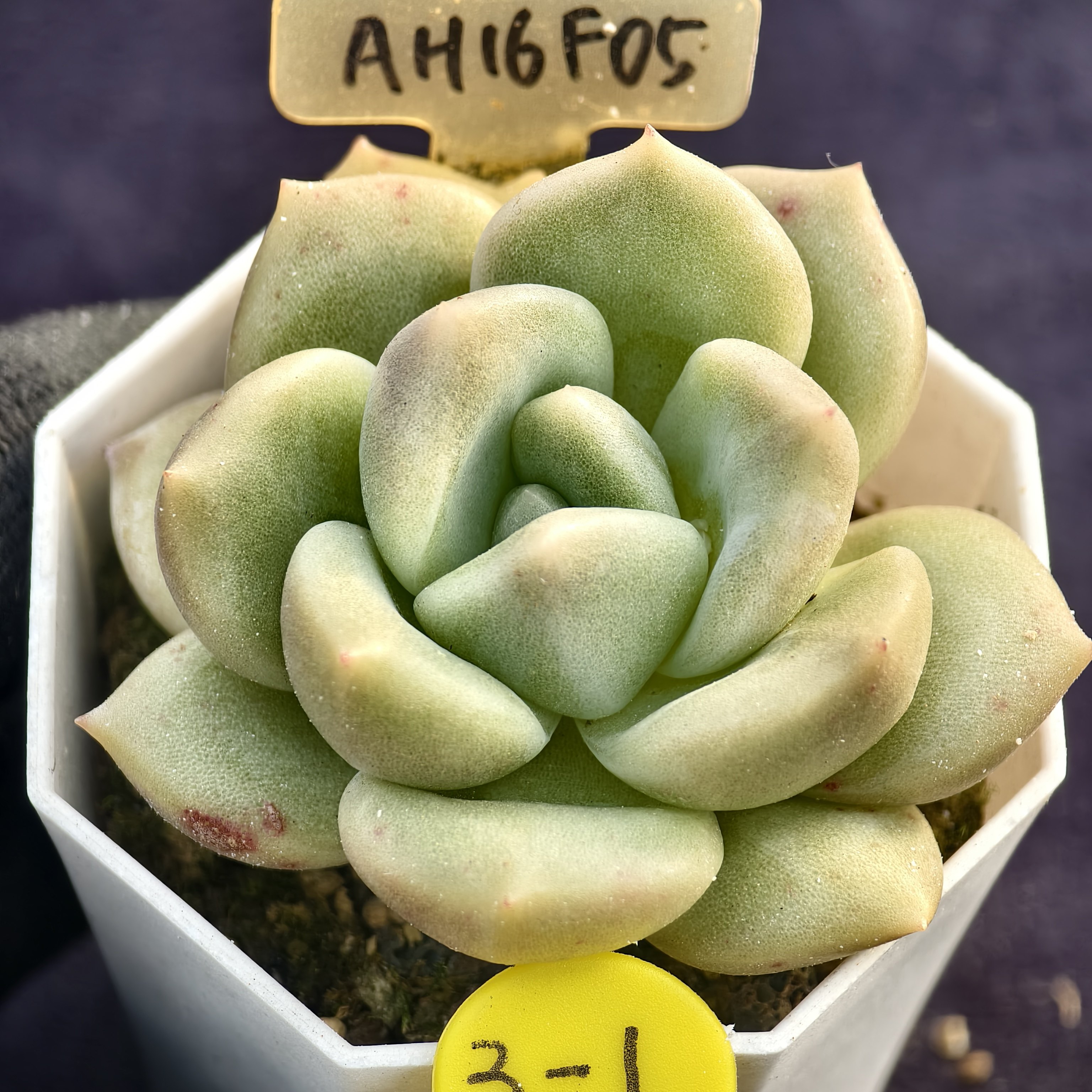 新香水x白玫瑰多肉植物实生播种