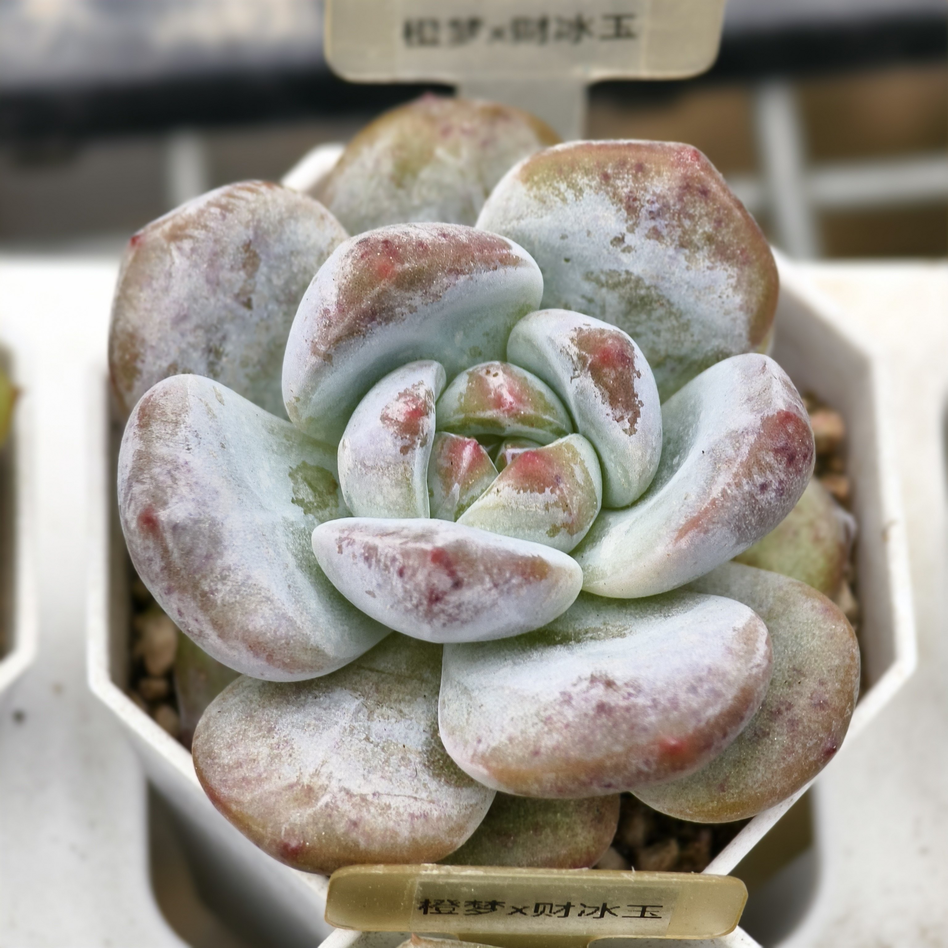 橙梦x财路杂冰玉 09.20一物一拍  5.2厘米盆 多肉植物 28元包邮