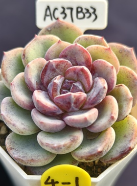 劳伦斯杂黑玫瑰x橙梦露 01.24 一物一拍 多肉植物实生 38元包邮