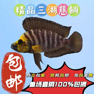 三金慈虎h坦鲷金头虎金头面具虎鱼湖头面具鲷活体活体水族世界