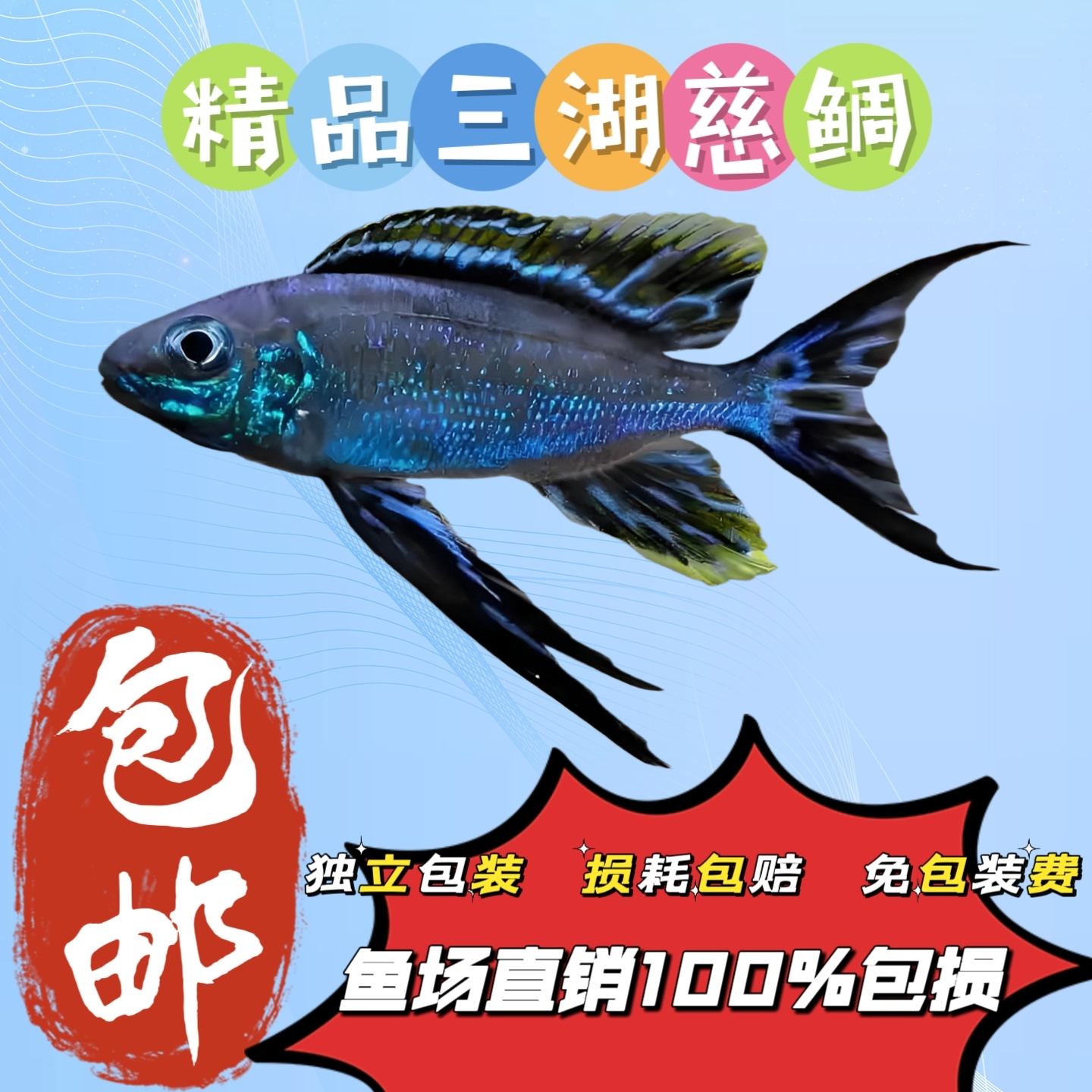 三湖慈鲷坦湖马鲷鲁兹巴蓝波热带淡水活体宠物生态鱼苗鱼观赏家养