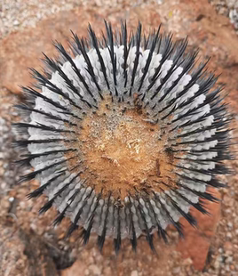 种子 ，龙爪球，孤龙Copiapoa columna-alba