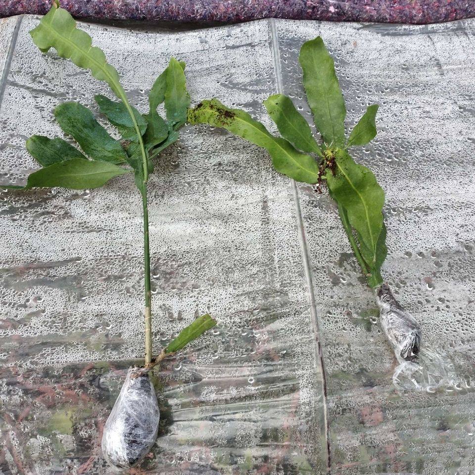 昙花大苗 昙花一现琼花月下美人花卉绿植物盆栽卧室客厅净化空气