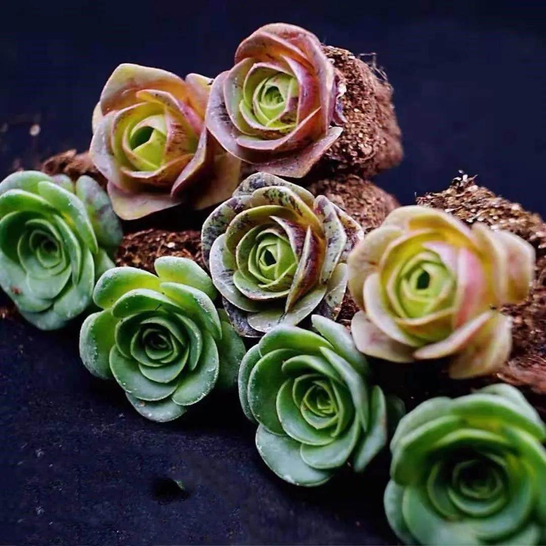 耶罗鸡蛋玫瑰多肉植物组合套餐迷你植物盆栽山地玫瑰群生室内桌面