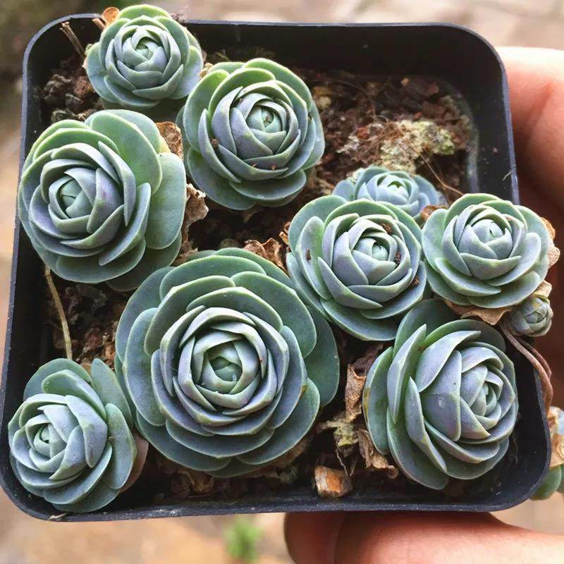 子持莲花仙女散花白霜群生多肉植物窗阳台办公室桌面美观小盆栽