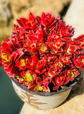 红叶祭红色系多肉植物窗阳台桌面小盆栽红红火火福星高照花卉好看