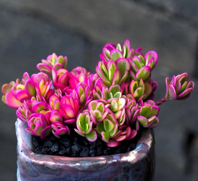 太阳花锦 阳台桌面多肉植物小盆栽 净化空气美观趣味