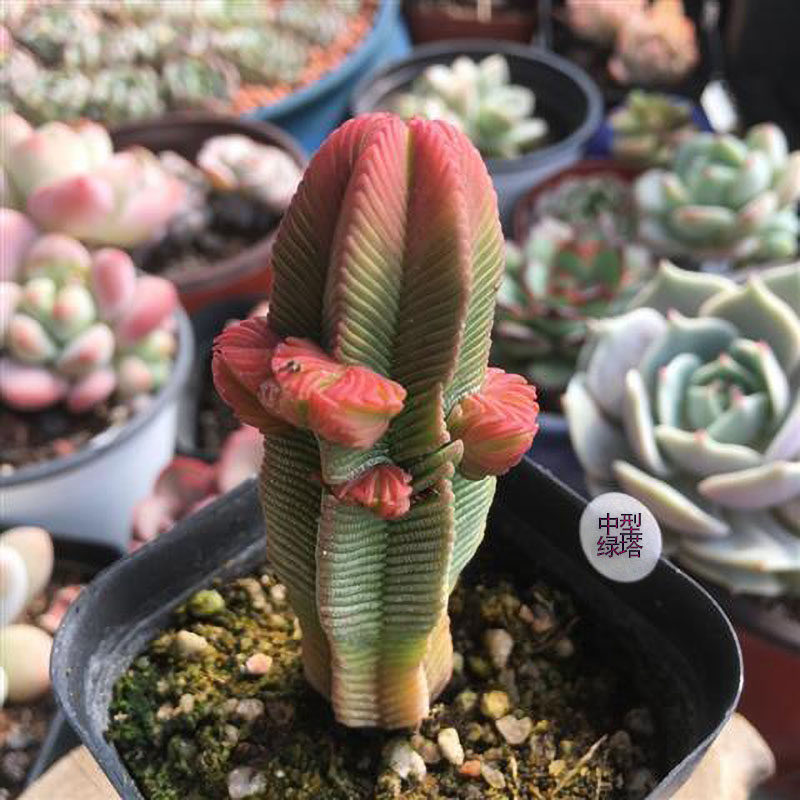 达摩中型绿塔多肉植物绿塔青锁肉肉多肉组合盆栽办公室内植物绿植图片