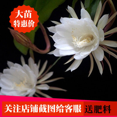 昙花一现昙花苗有根盆栽花卉大苗开花植物月下美人买三送一